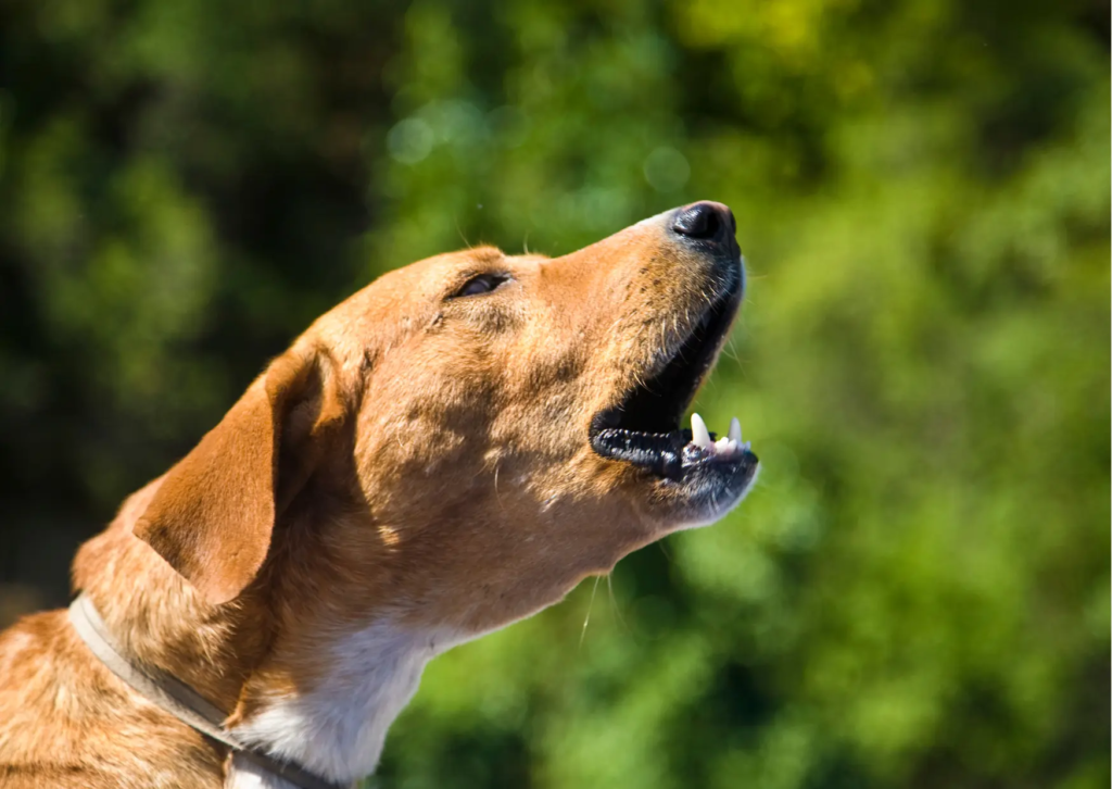 Illustration des nuisances sonore, photographie d'un chien qui aboie