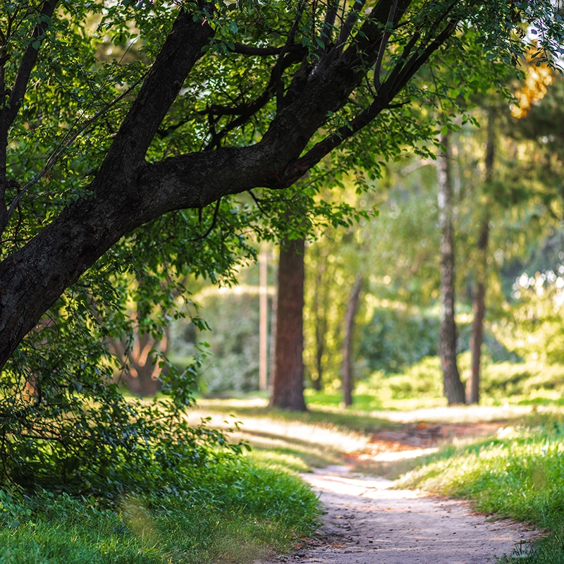 Un chemin de terre sinueux traverse un parc verdoyant avec de grands arbres et des buissons sous un ciel ensoleillé.