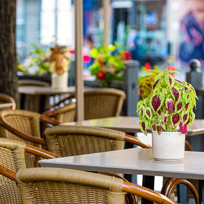 Des tables en terrasse avec des chaises en osier, ornées de plantes en pot aux feuilles vertes et pourpres.